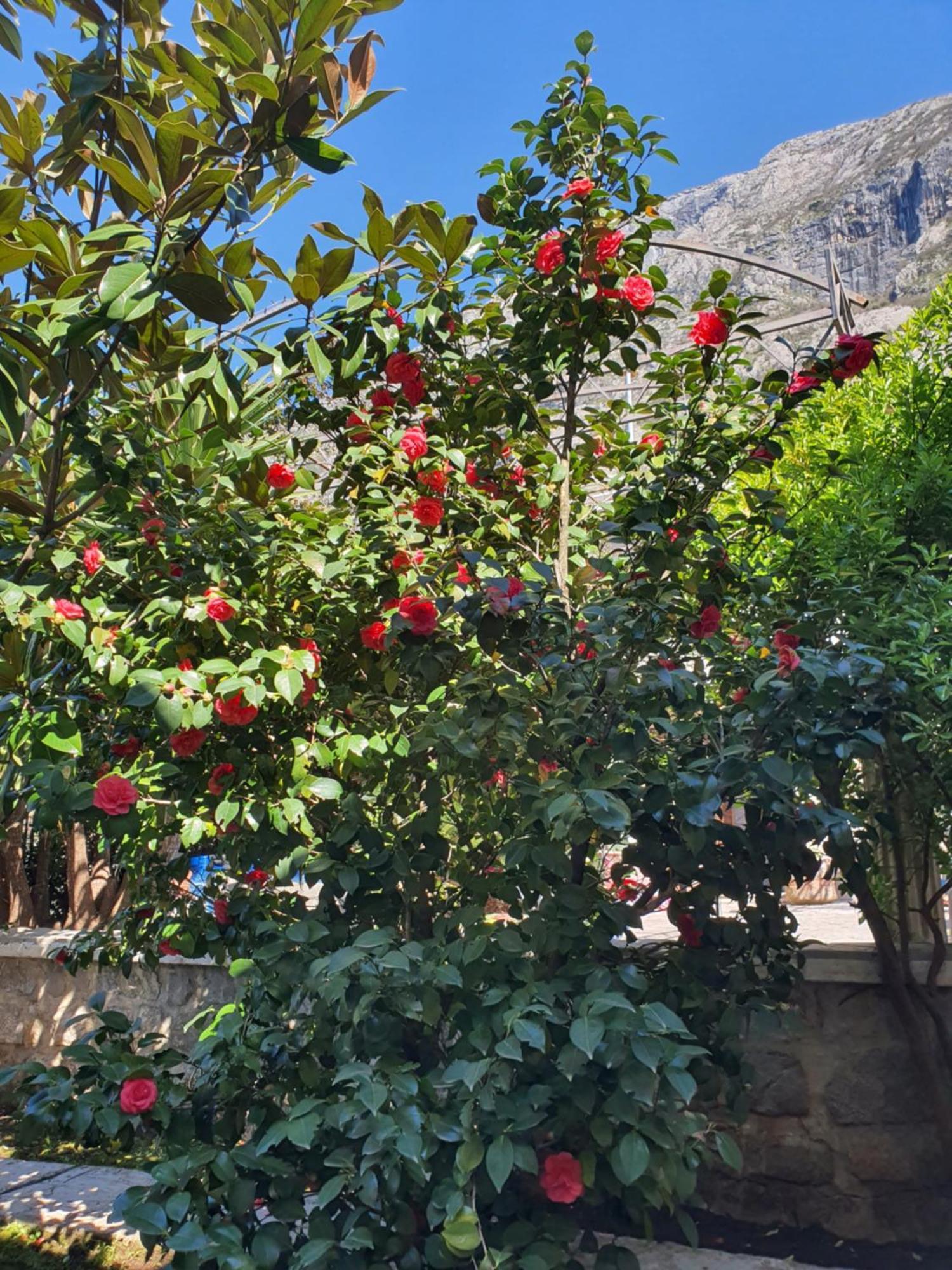 La Grande Apartments Kotor Zewnętrze zdjęcie